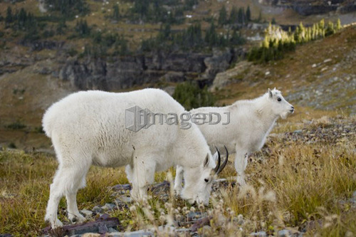 Mountain goats near Logan Pass, Glacier National Park Montana, USA