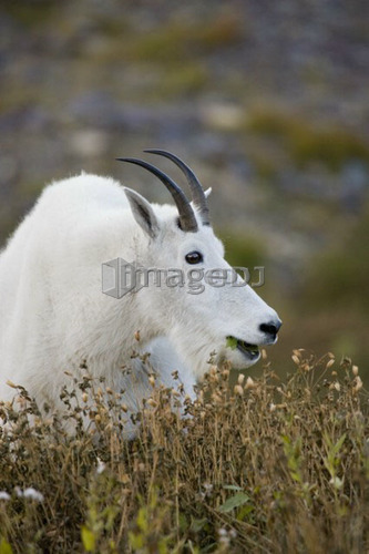 Mountain goat near Logan Pass, Glacier National Park Montana, USA