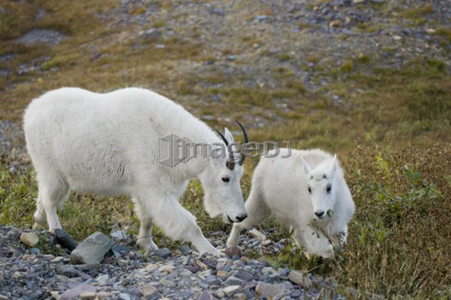 Mountain goats near Logan Pass, Glacier National Park Montana, USA