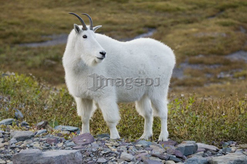 Mountain goat near Logan Pass, Glacier National Park Montana, USA