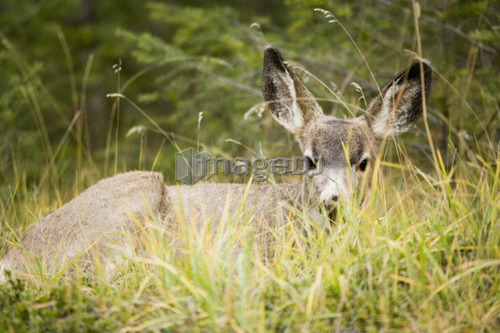 Mule deer near Maligne Lake, Jasper National Park, Alberta, Canada