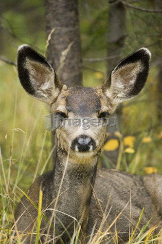 Mule deer near Maligne Lake, Jasper National Park, Alberta, Canada
