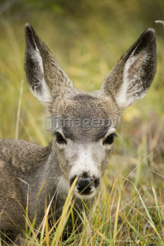 Mule deer near Maligne Lake, Jasper National Park, Alberta, Canada