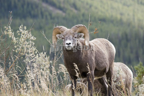 Bighorn sheep ram in autumn, Jasper National Park, Alberta, Canada