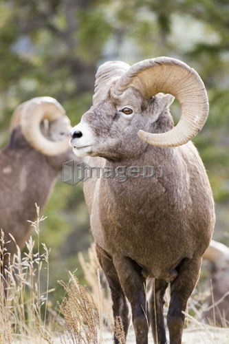 Bighorn sheep ram in autumn, Jasper National Park, Alberta, Canada
