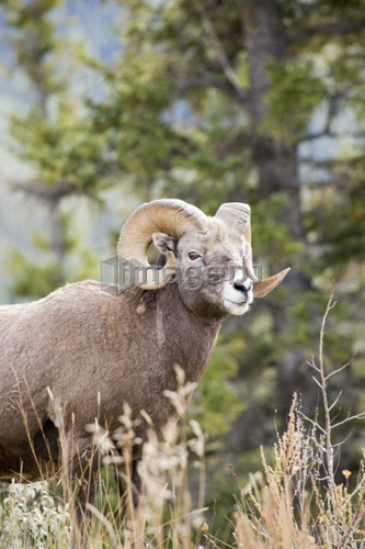 Bighorn sheep ram in autumn, Jasper National Park, Alberta, Canada