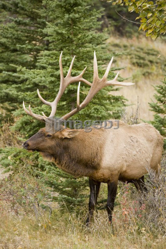 Large male Elk in Jasper National Park, Alberta, Canada.