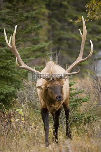 Large male Elk in Jasper National Park, Alberta, Canada.