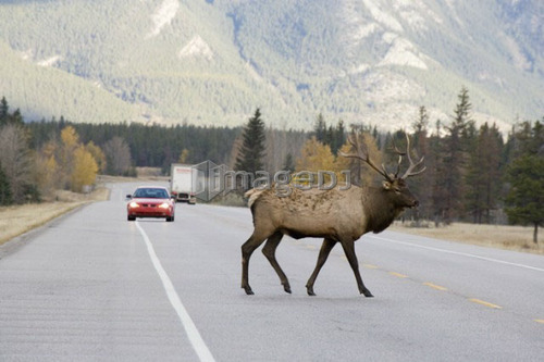 Large male Elk crossing highway in Jasper National Park, Alberta, Canada.