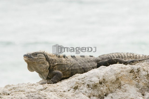 Green Iguana basking on rocks, Long Caye, Glover's Reef, Belize.