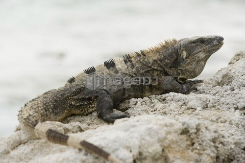 Green Iguana basking on rocks, Long Caye, Glover's Reef, Belize.