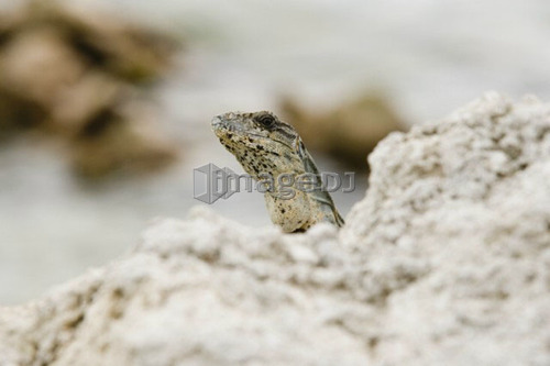 Green Iguana basking on rocks, Long Caye, Glover's Reef, Belize.