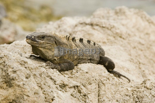 Green Iguana basking on rocks, Long Caye, Glover's Reef, Belize.