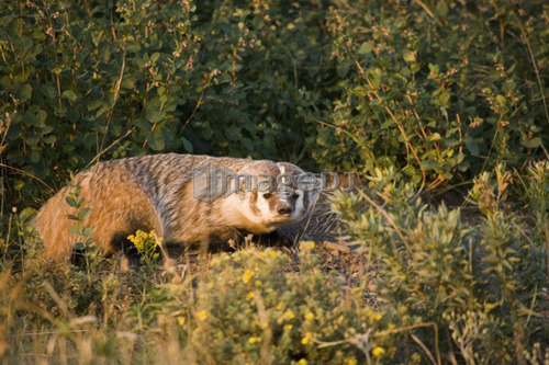 American Badger in Rocky Mountain Foothills, Waterton Lakes National Park, Alberta, Canada.