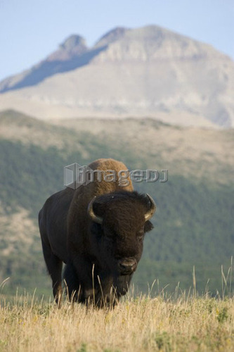 Buffalo in Rocky Mountain Foothills, Waterton Lakes National Park, Alberta, Canada.