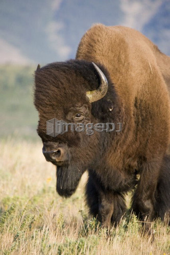 Buffalo in Rocky Mountain Foothills, Waterton Lakes National Park, Alberta, Canada.