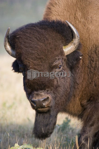 Buffalo in Rocky Mountain Foothills, Waterton Lakes National Park, Alberta, Canada.