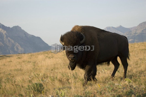 Buffalo in Rocky Mountain Foothills, Waterton Lakes National Park, Alberta, Canada.