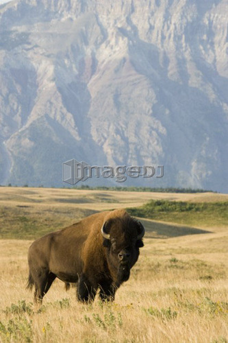 Buffalo in Rocky Mountain Foothills, Waterton Lakes National Park, Alberta, Canada.