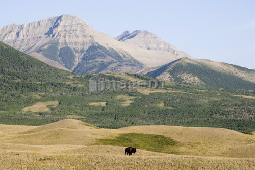 Buffalo in Rocky Mountain Foothills, Waterton Lakes National Park, Alberta, Canada.
