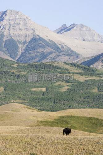 Buffalo in Rocky Mountain Foothills, Waterton Lakes National Park, Alberta, Canada.