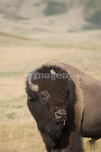Buffalo in Rocky Mountain Foothills, Waterton Lakes National Park, Alberta, Canada.