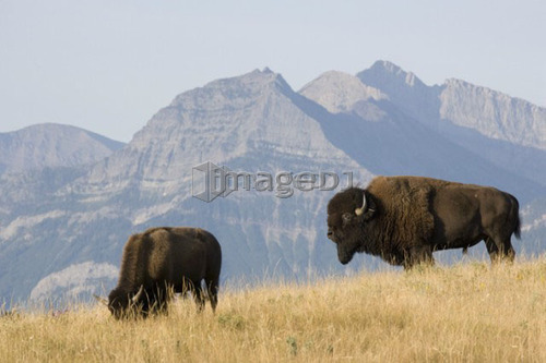 Buffalo in Rocky Mountain Foothills, Waterton Lakes National Park, Alberta, Canada.