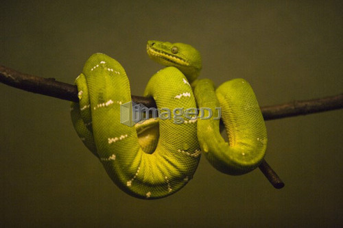 Green Tree Python at Toronto Zoo, Toronto, Ontario, Canada.