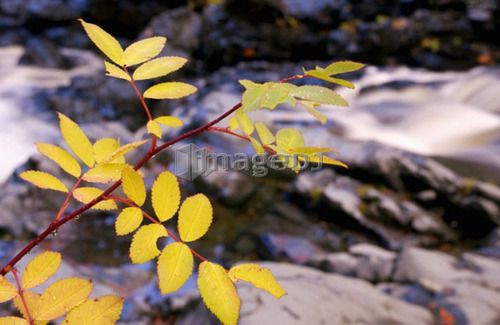 Western Mountain Ash alongside a river in the Fall, Sooke Potholes Provincial Park, BC