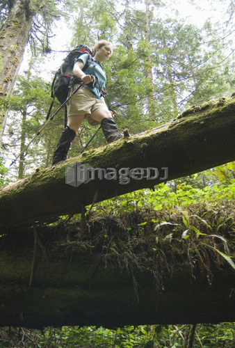 Woman (20-25) hiking across a raised log in an old-growth coastal forest, West Coast Trail, Pacific Rim National Park Reserve, B