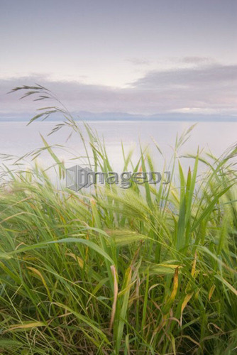 Grassy slope in front of ocean and mountains, Victoria, BC