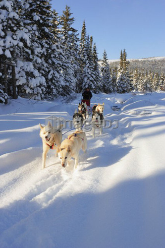 View of Dog Sled in action, Marsoui, Gaspesie, Quebec