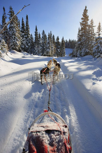 View of Dog Sled in action, Marsoui, Gaspesie, Quebec