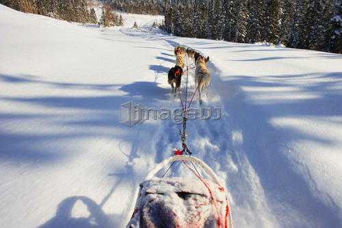 View of Dog Sled in action, Marsoui, Gaspesie, Quebec