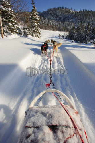 View of Dog Sled in action, Marsoui, Gaspesie, Quebec