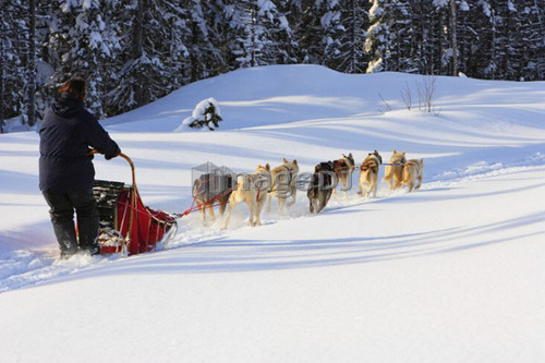 View of Dog Sled in action, Marsoui, Gaspesie, Quebec