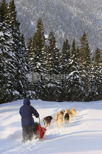 View of Dog Sled in action, Marsoui, Gaspesie, Quebec