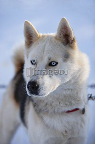 View of Dog Sled, Marsoui, Gaspesie, Quebec
