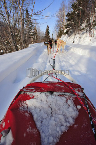 View of Dog Sled in action, Marsoui, Gaspesie, Quebec