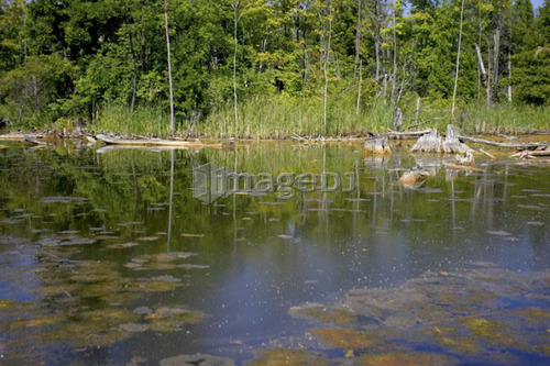 Swamp; Canada, Ontario, Campbellville