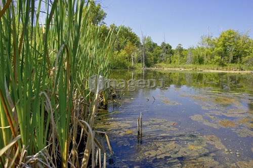 Swamp; Canada, Ontario, Campbellville
