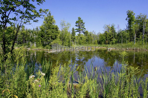 Swamp; Canada, Ontario, Campbellville