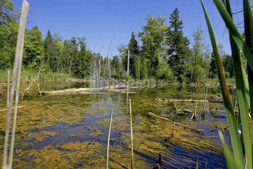 Swamp; Canada, Ontario, Campbellville