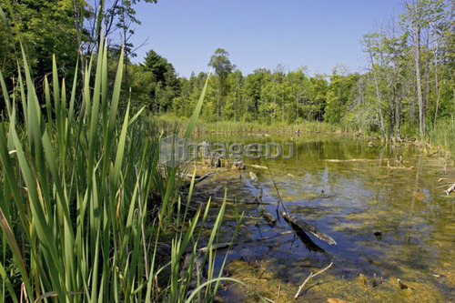 Swamp; Canada, Ontario, Campbellville