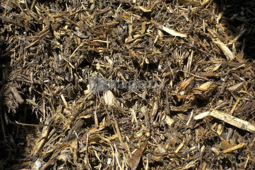 Pile of wood chips; Canada, Ontario, Hamilton (Composting Facility)