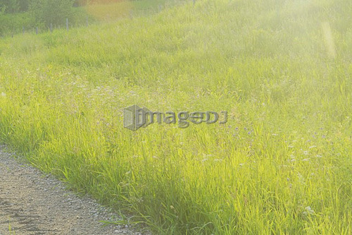 Long grass at the side of rural trail; Canada, Manitoba, Riding Mountain National Park