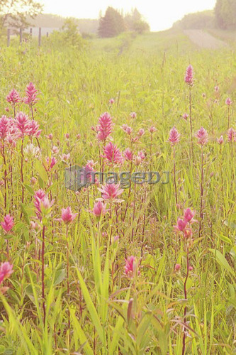 Indian Paint Bush in ditch along road; Canada, Manitoba, Riding Mountain National Park