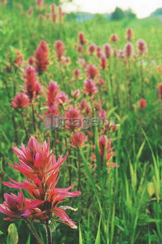 Indian Paint Bush in ditch along road; Canada, Manitoba, Riding Mountain National Park