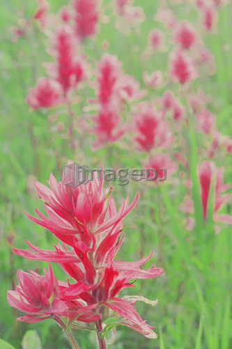 Indian Paint Bush in ditch along road; Canada, Manitoba, Riding Mountain National Park