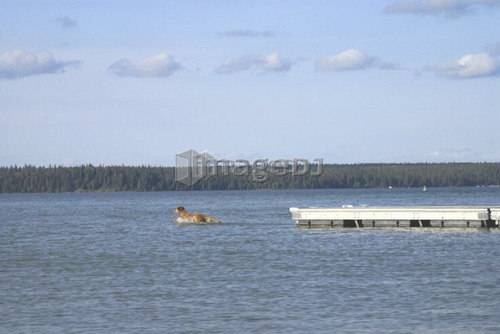 Dog going of dock after stick, Clear Lake, Canada, Manitoba, Riding Mountain National Park